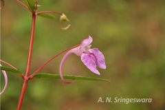 Impatiens fasciculata
